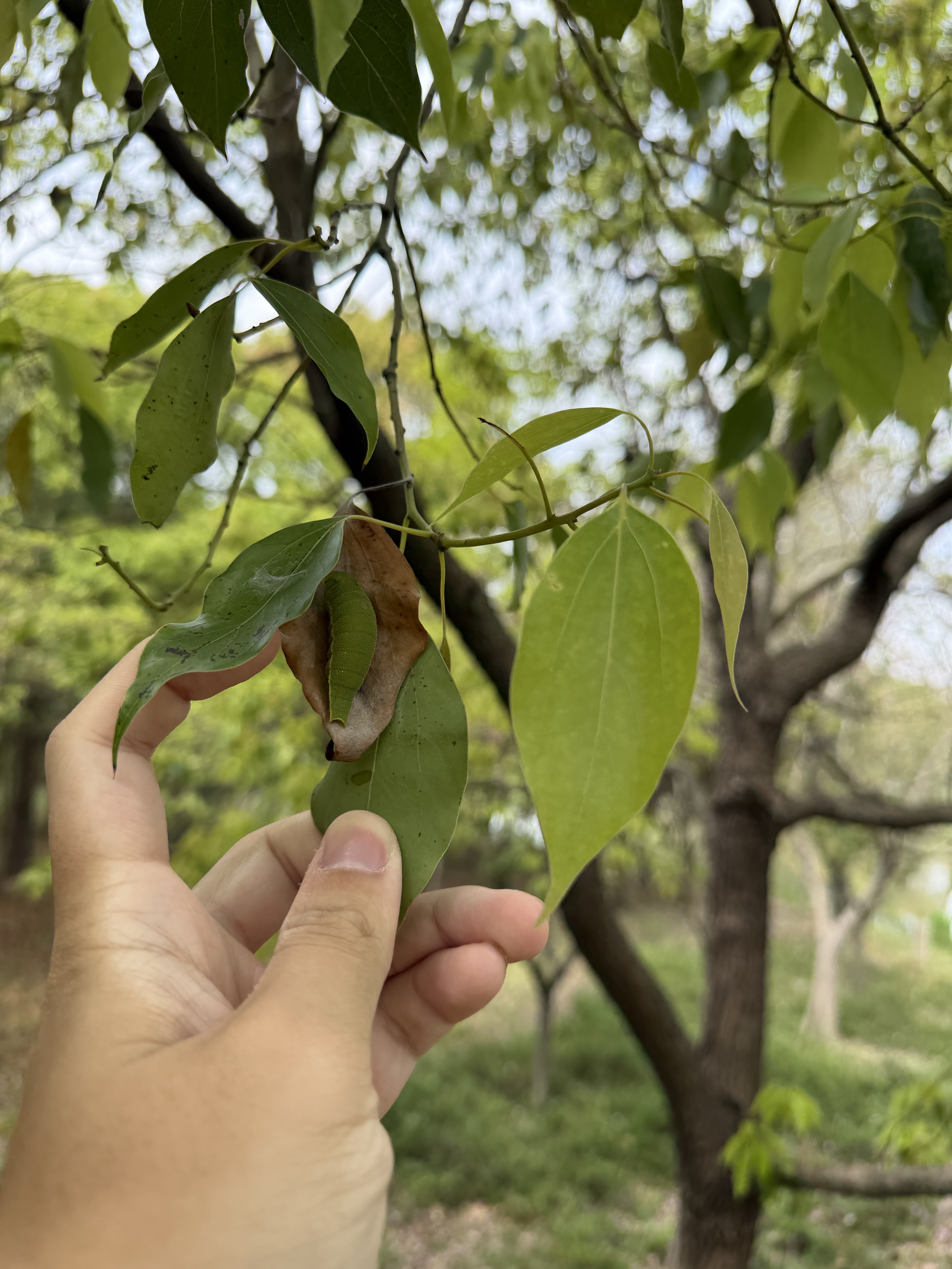 白带螯蛱蝶
