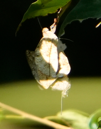 鹤顶粉蝶