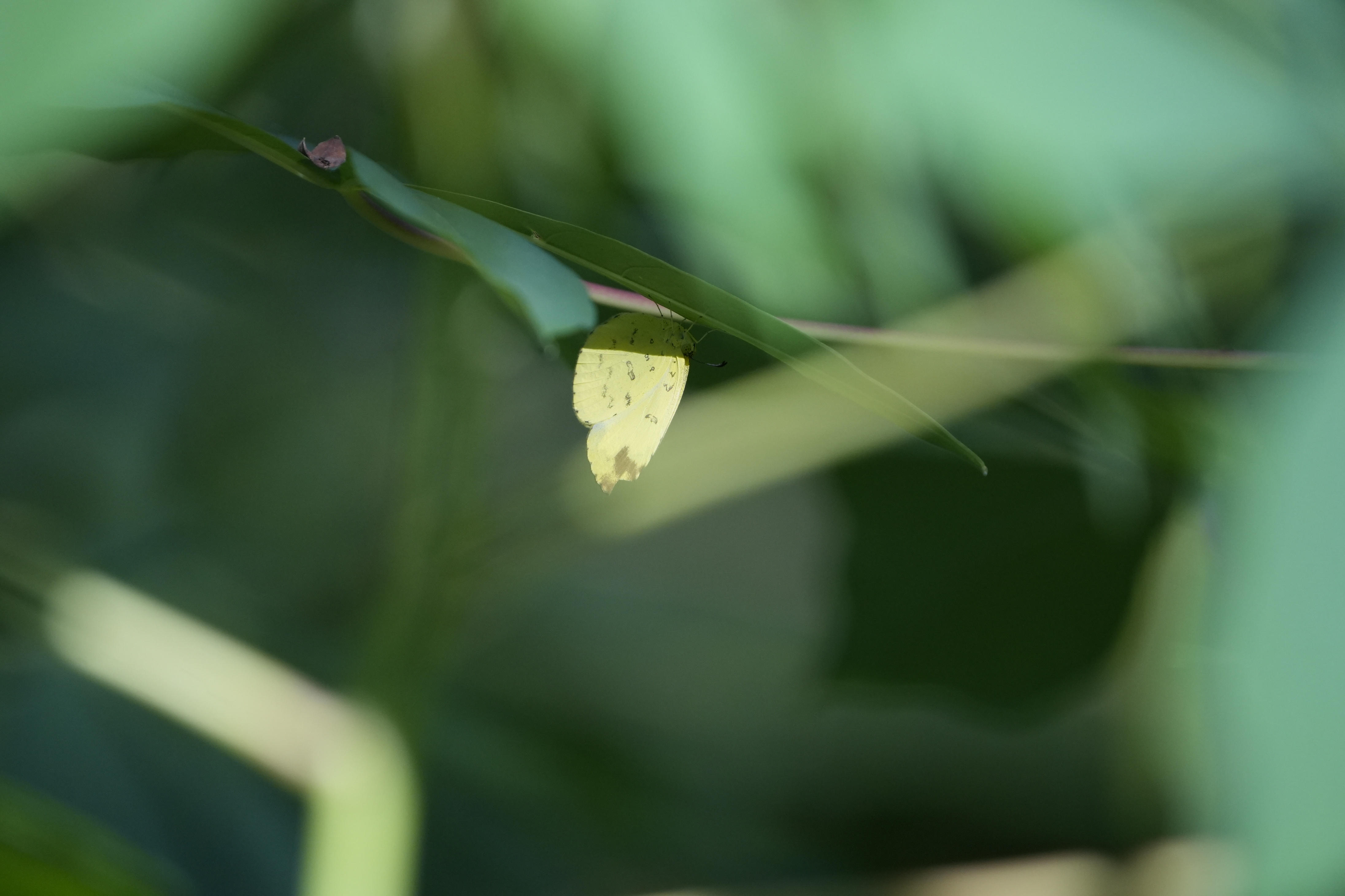 檗黄粉蝶