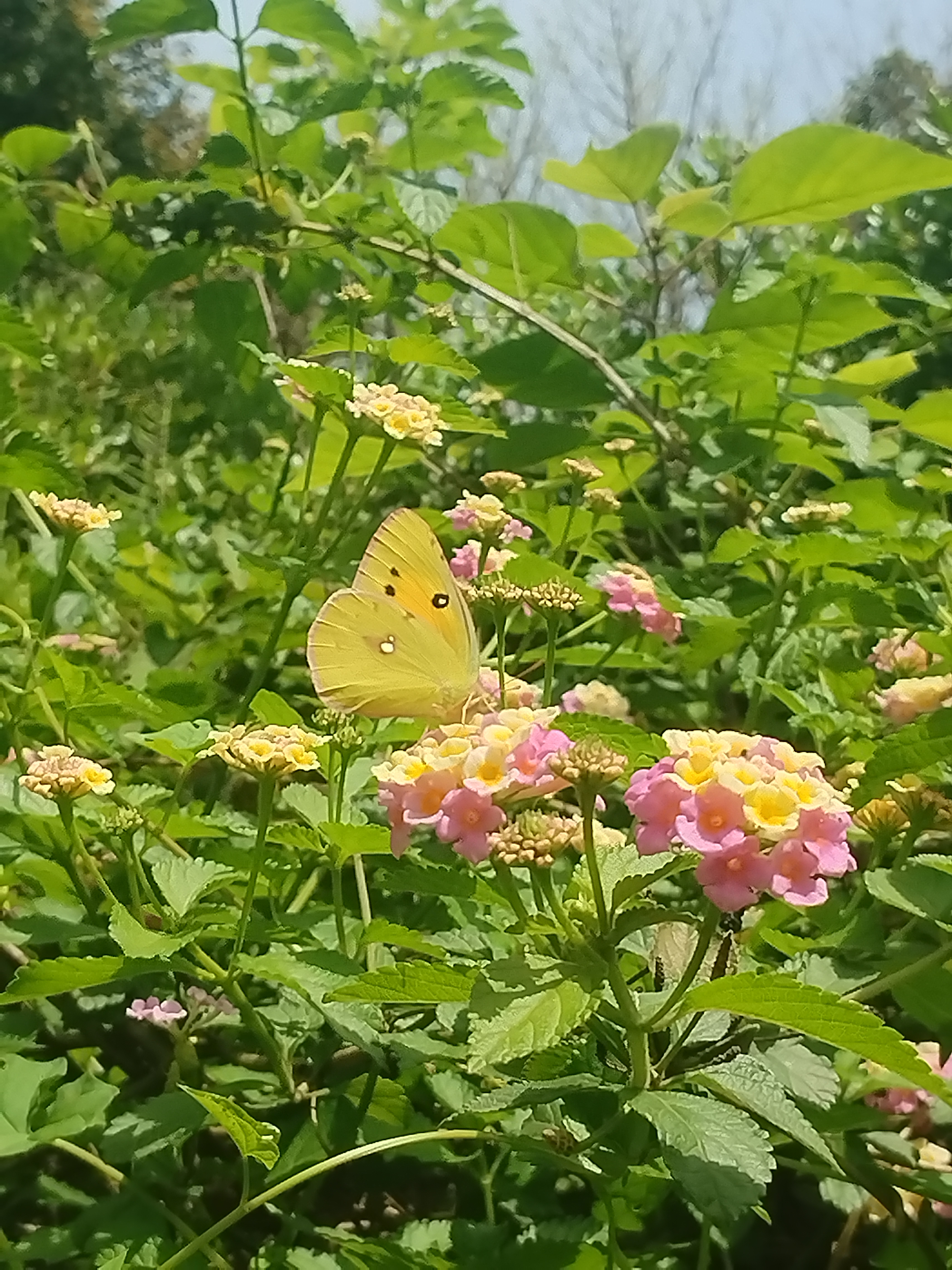 橙黄豆粉蝶