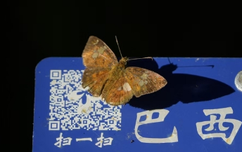 黄襟弄蝶