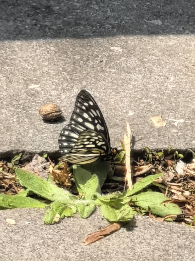 拟斑脉蛱蝶