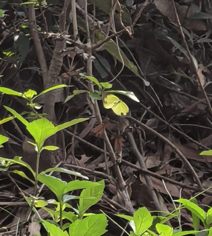 宽边黄粉蝶