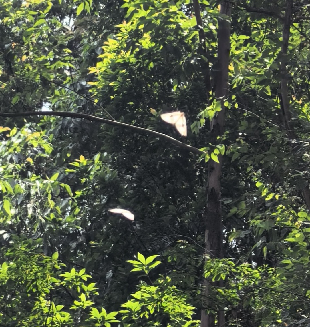 网丝蛱蝶
