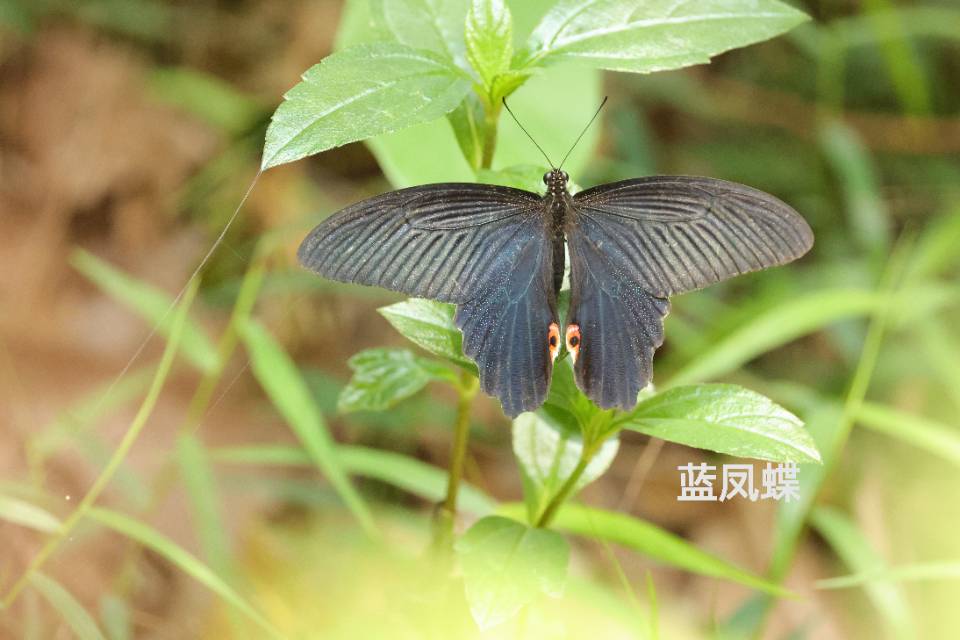 蓝凤蝶