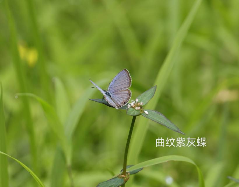 曲纹紫灰蝶