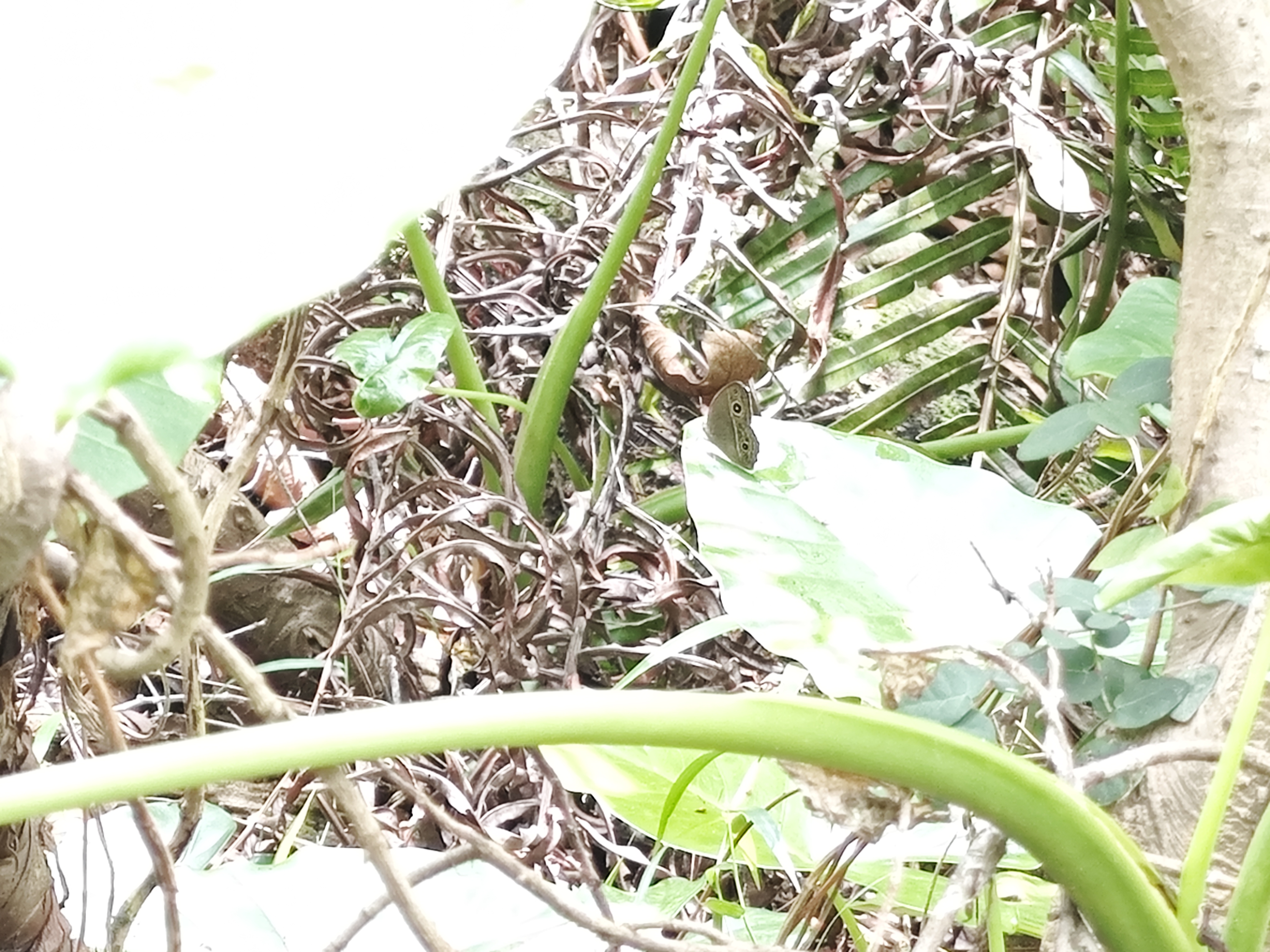 眉眼蝶属