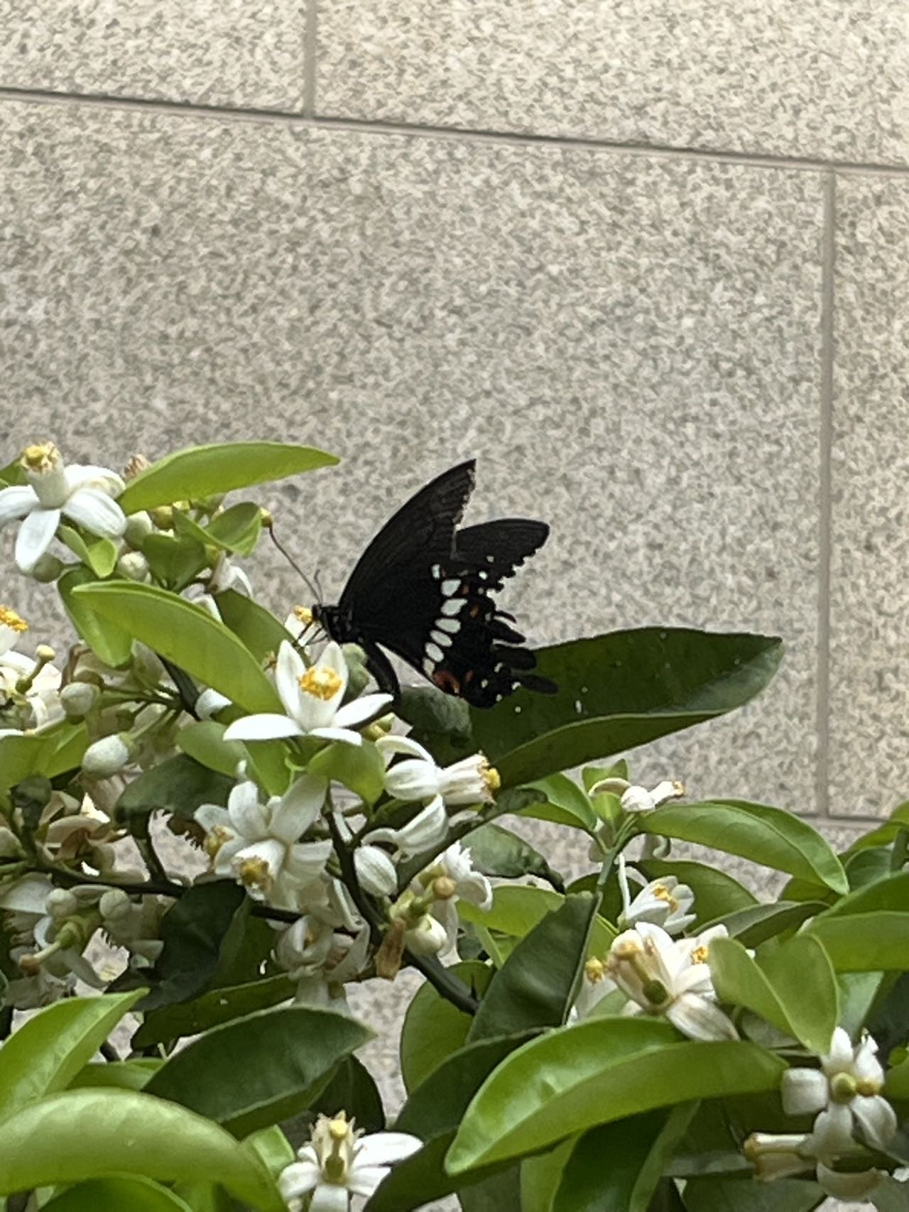 玉带凤蝶