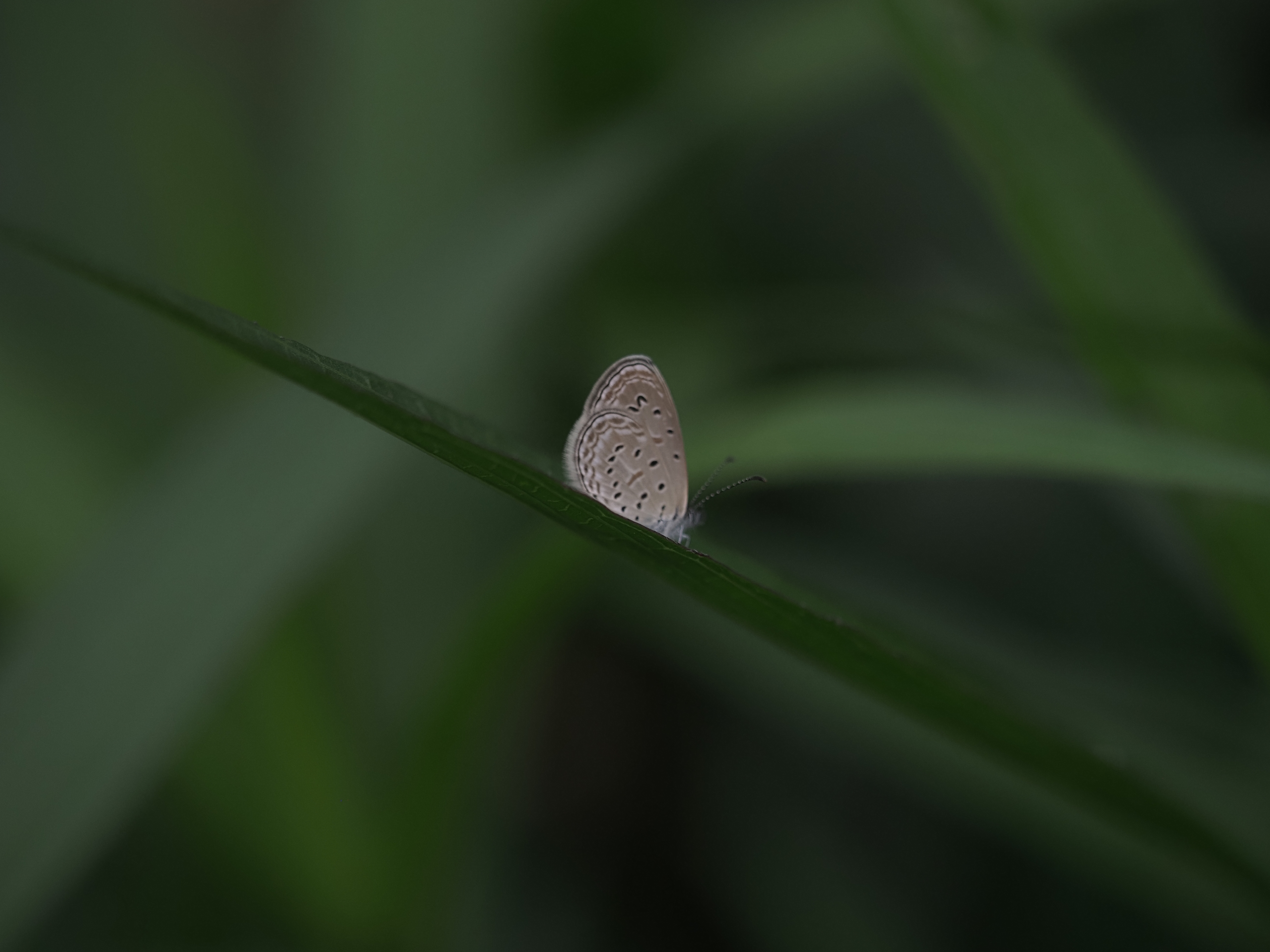 长腹灰蝶