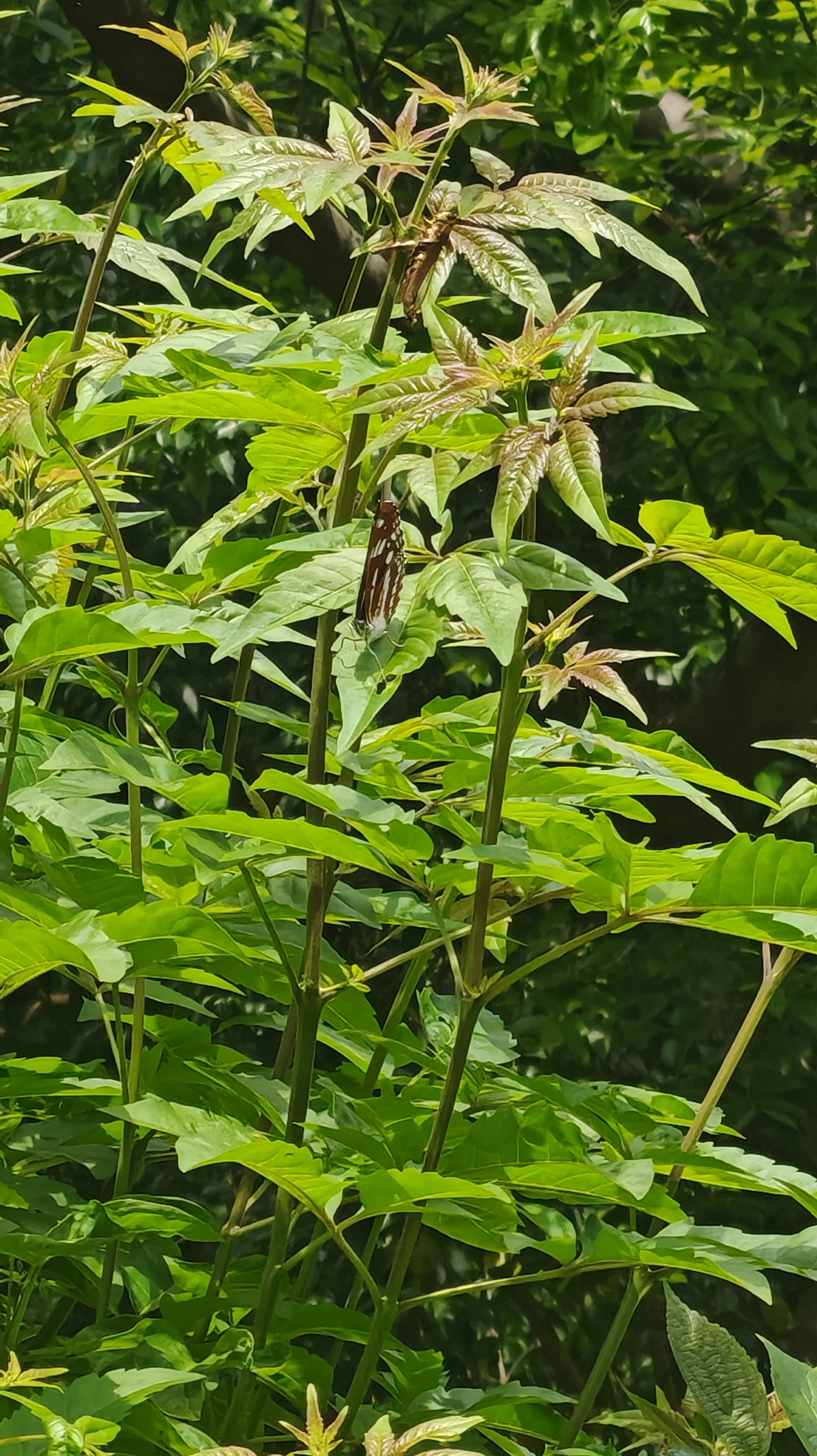 残锷线蛱蝶