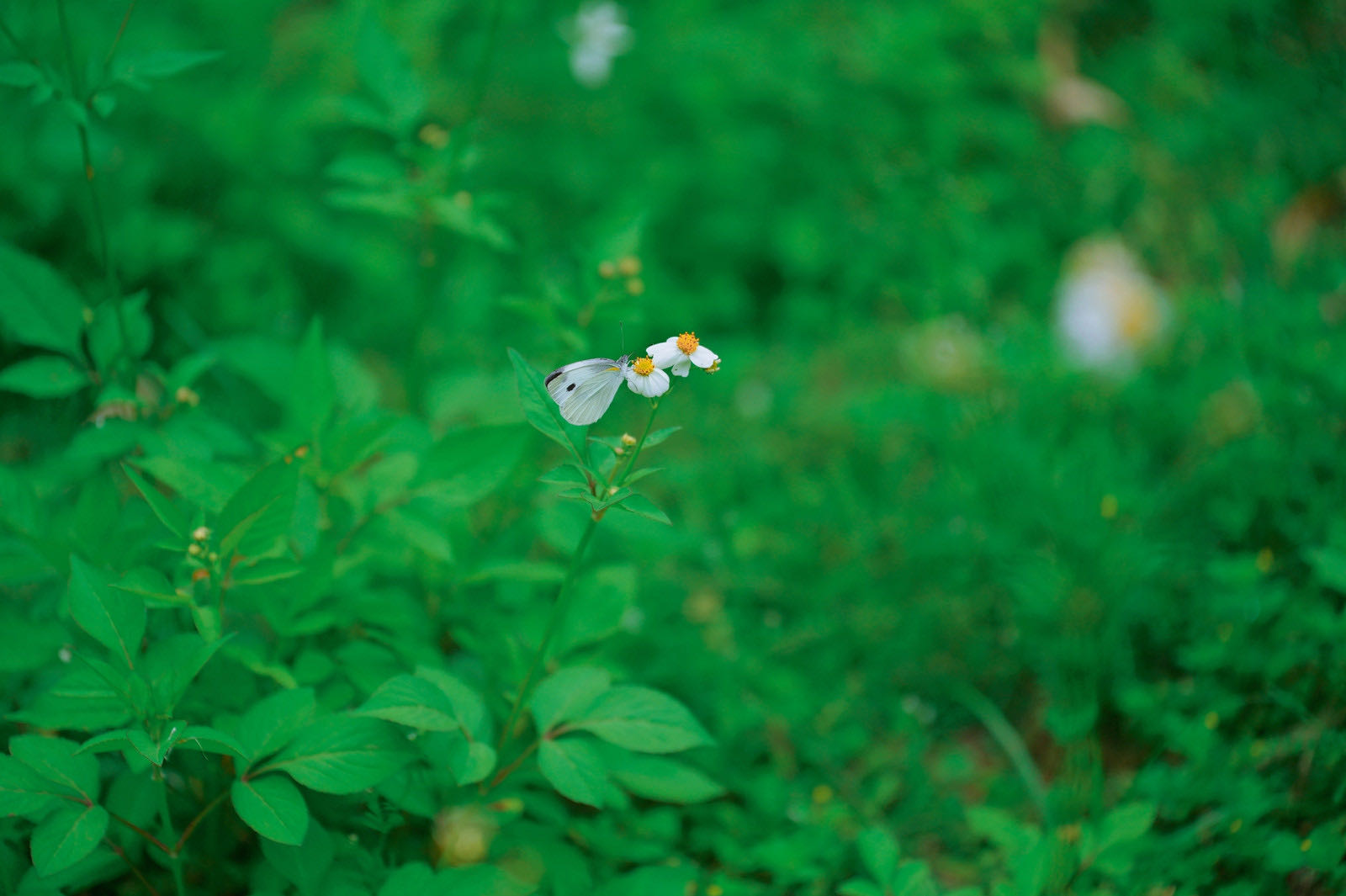 东方菜粉蝶
