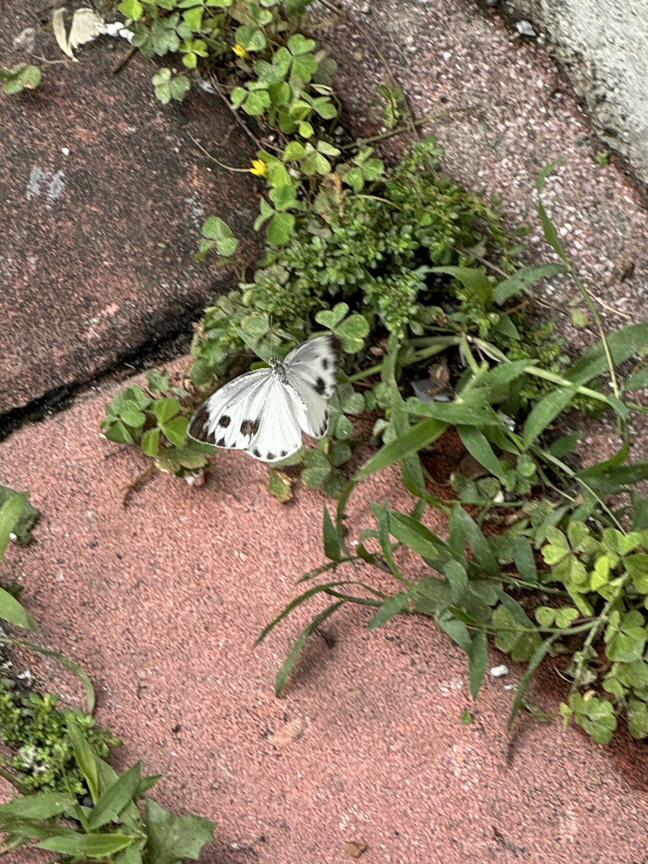 东方菜粉蝶