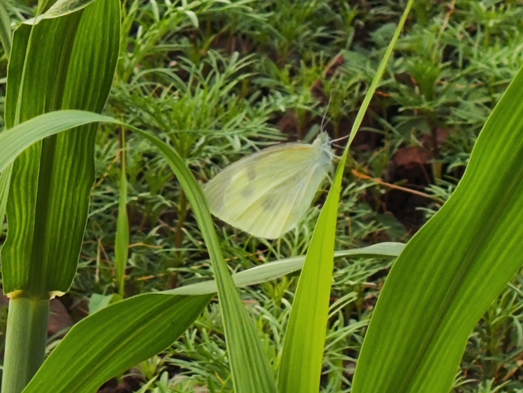 菜粉蝶