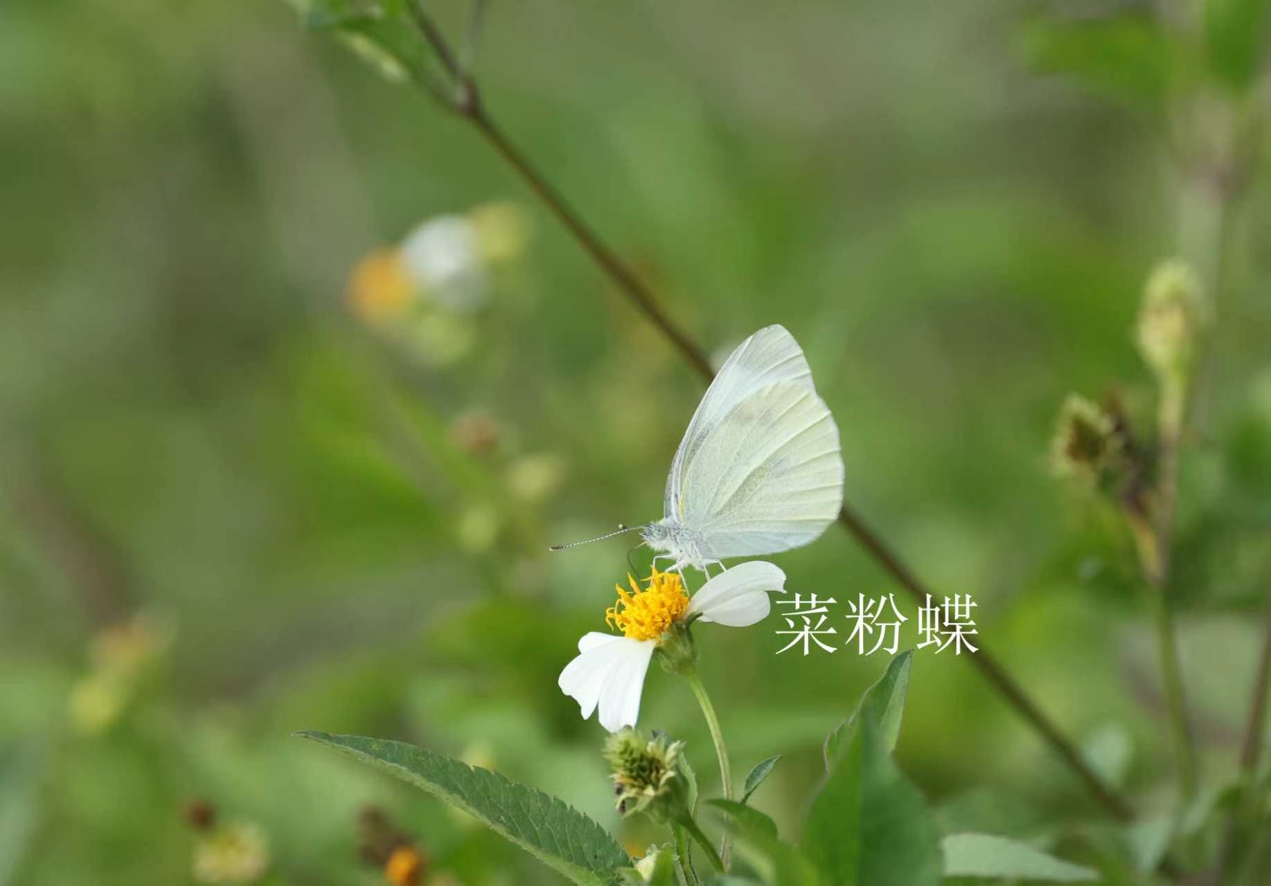 菜粉蝶
