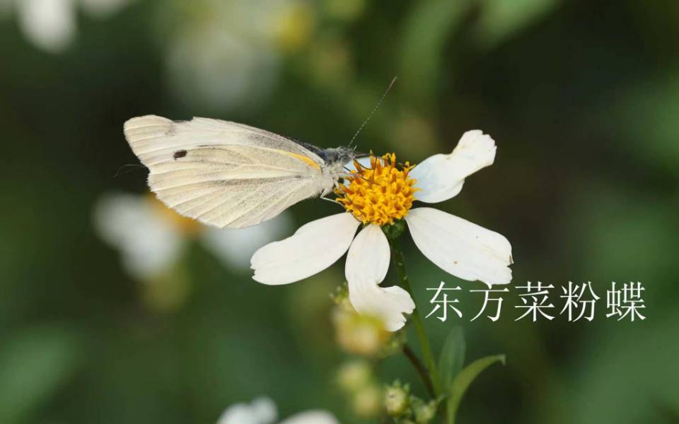 菜粉蝶
