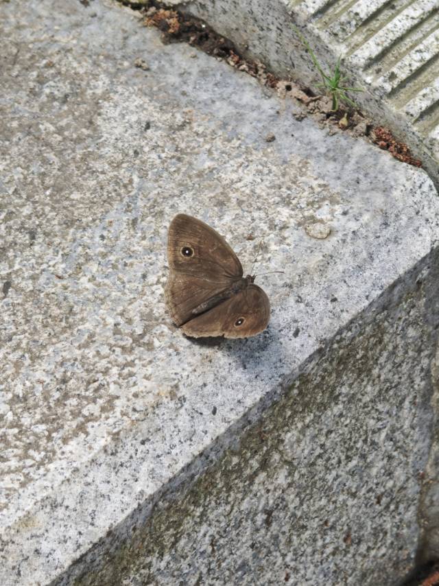 小眉眼蝶