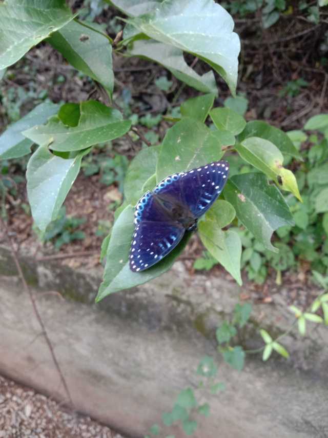 素饰蛱蝶