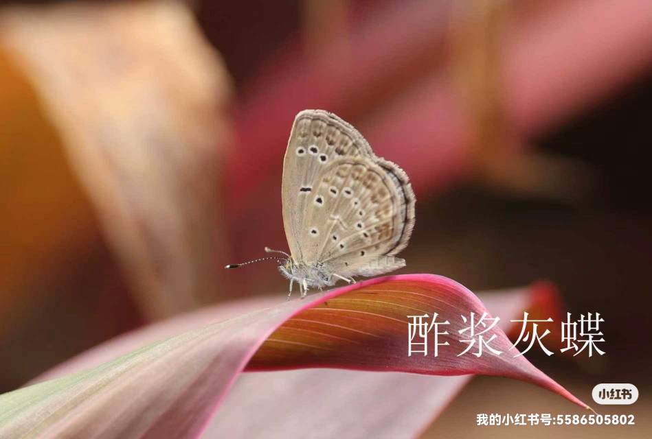 酢浆灰蝶