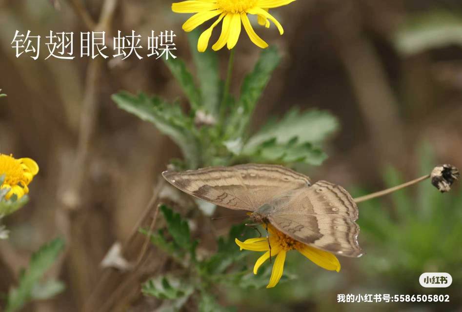 钩翅眼蛱蝶