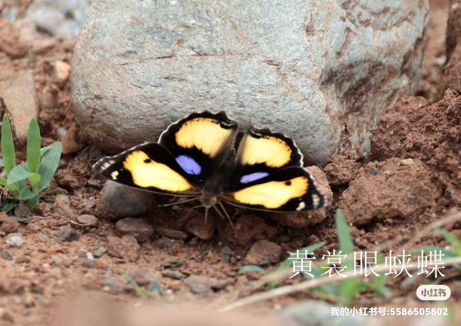 黄裳眼蛱蝶