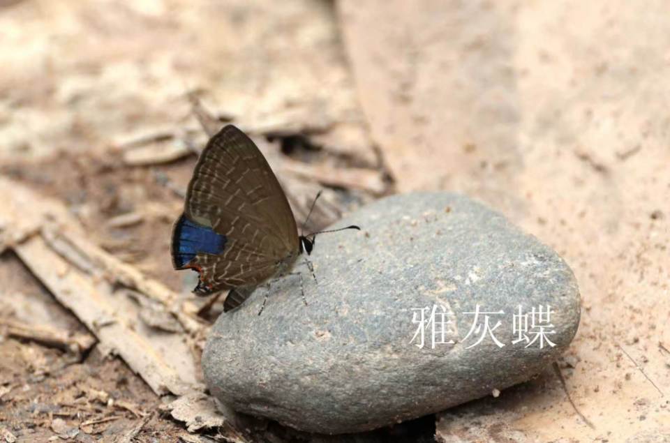 雅灰蝶