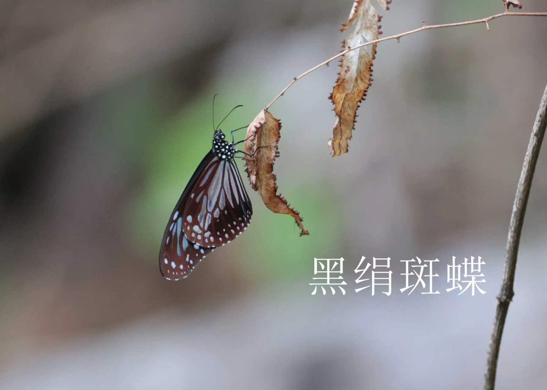 黑绢斑蝶