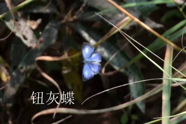钮灰蝶