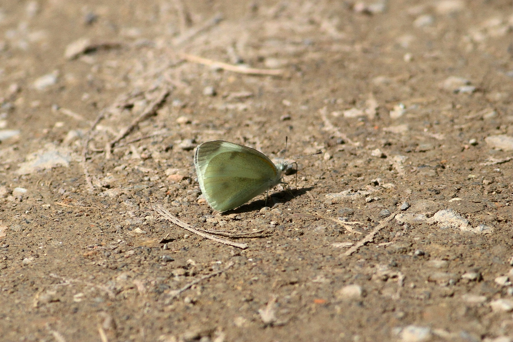 菜粉蝶