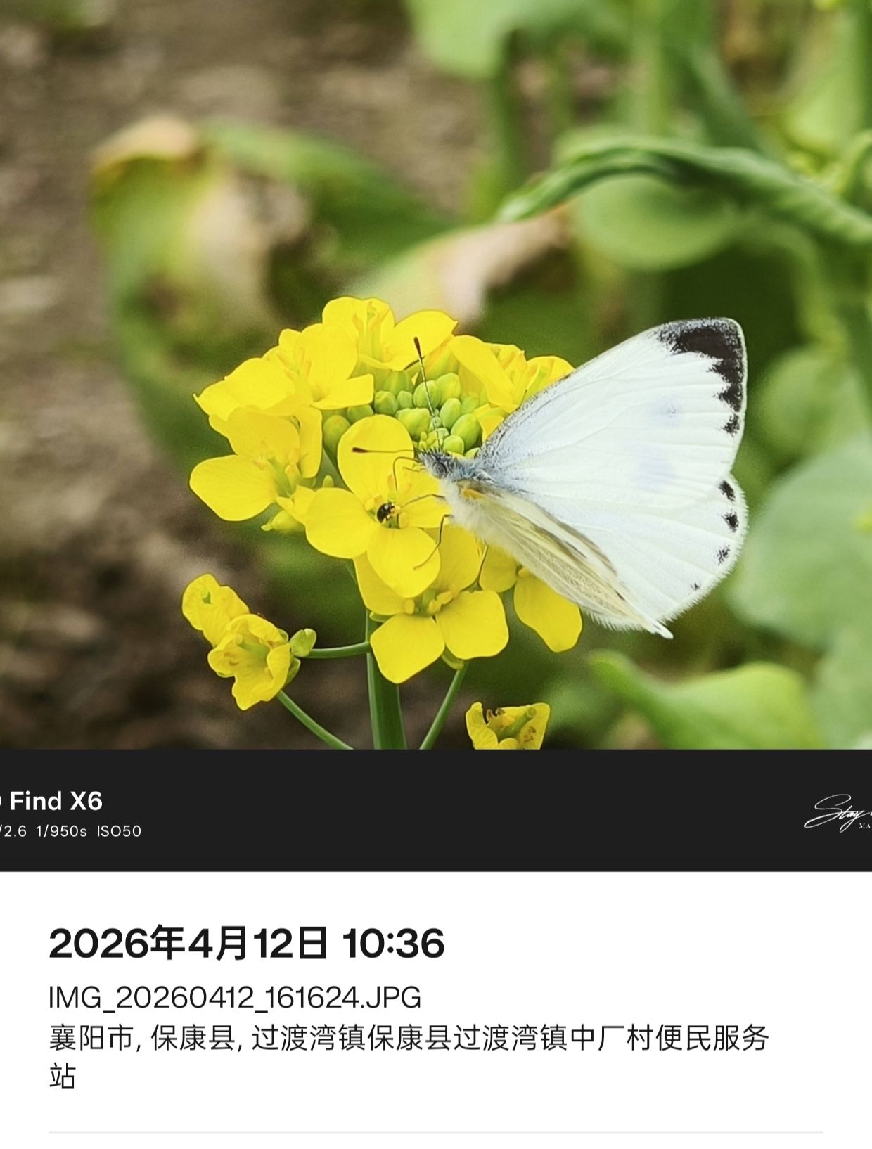 东方菜粉蝶