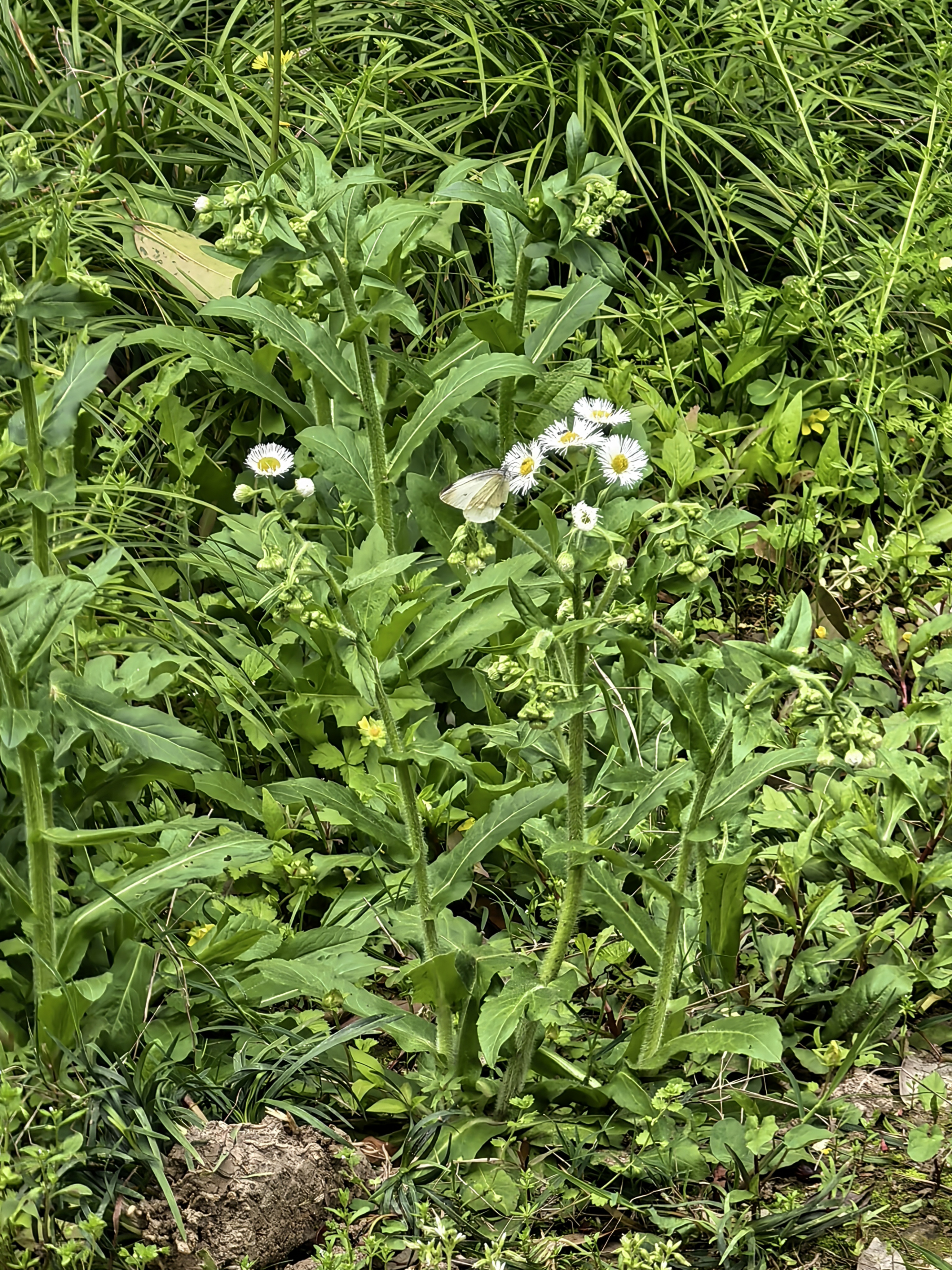 菜粉蝶