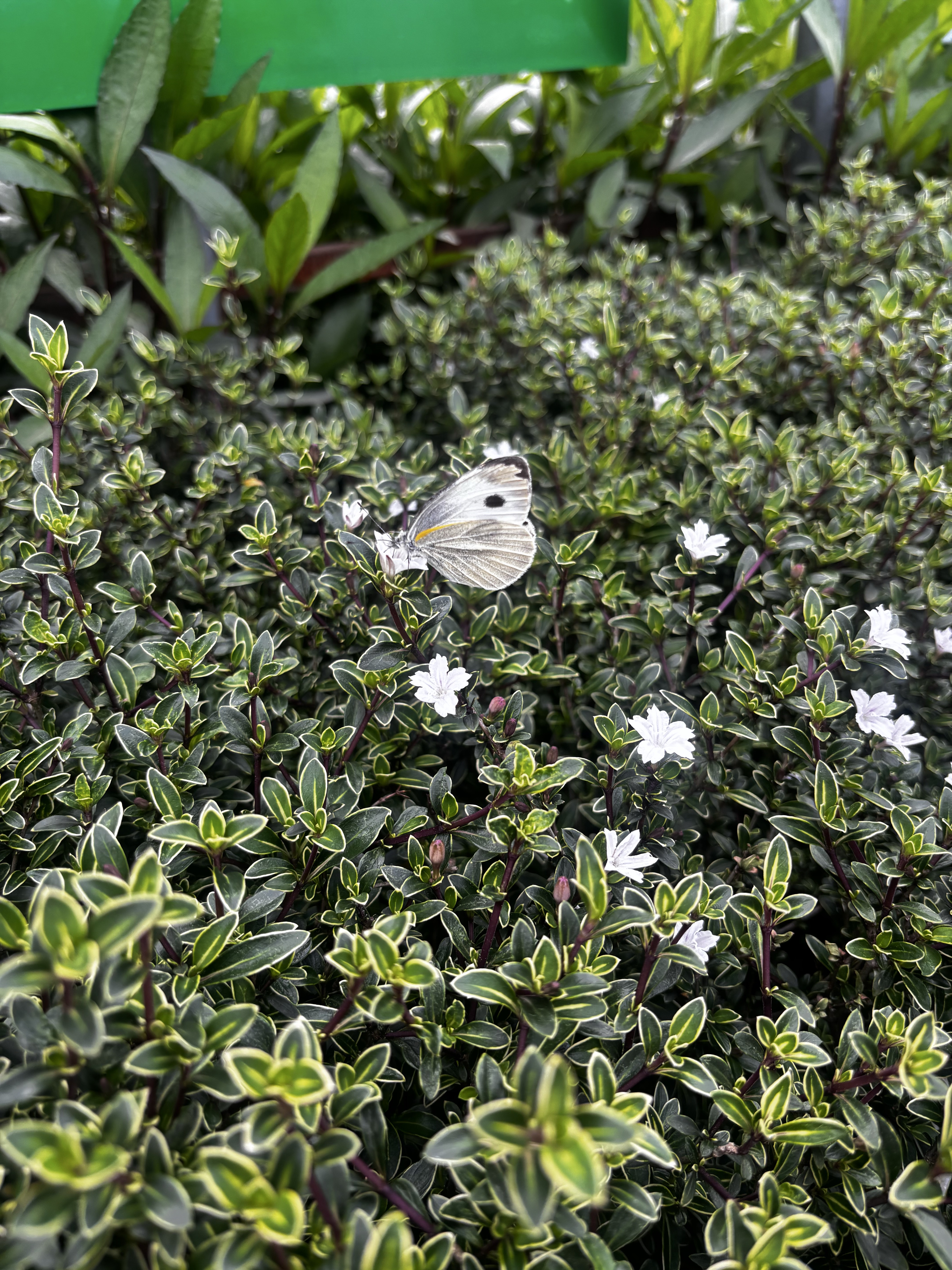 东方菜粉蝶