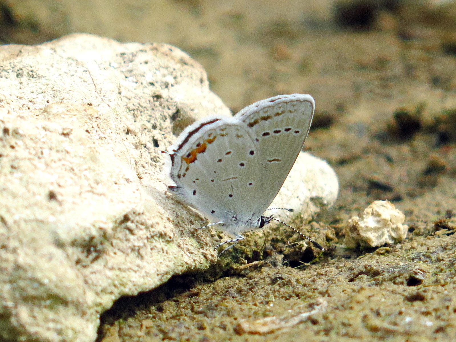 蓝灰蝶