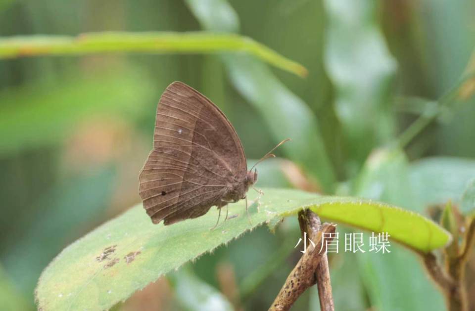 锡金眉眼蝶