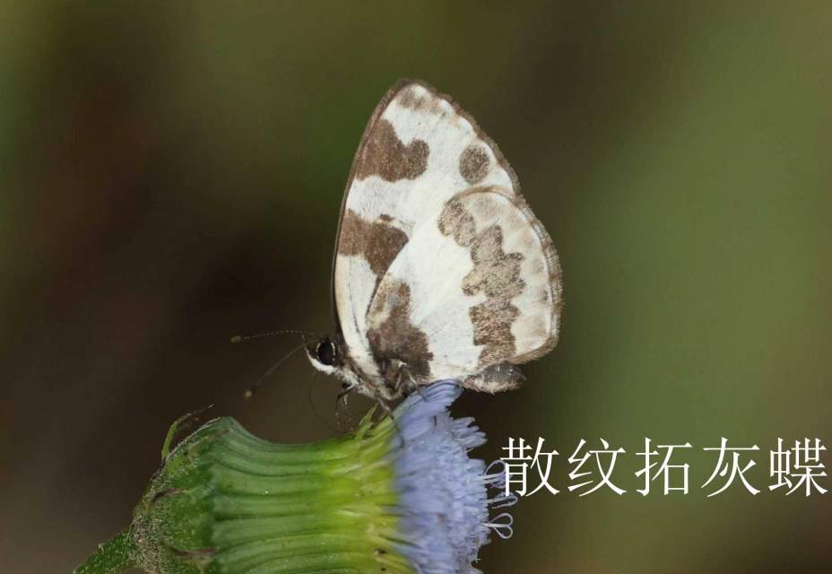 散纹拓灰蝶
