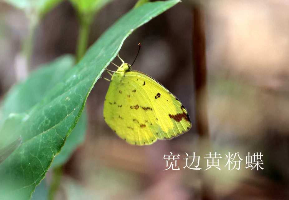 宽边黄粉蝶