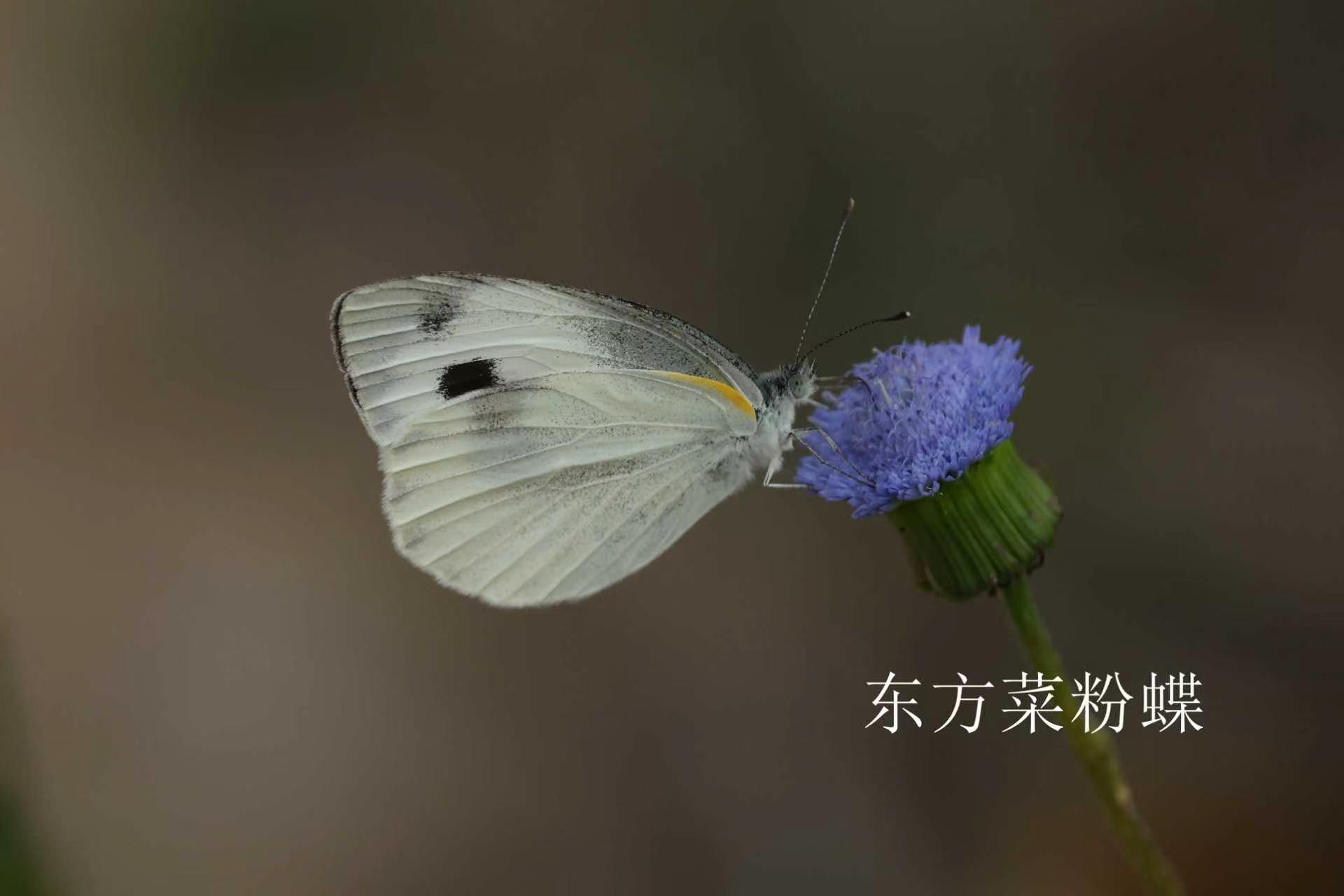东方菜粉蝶