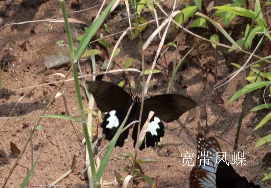 宽带凤蝶
