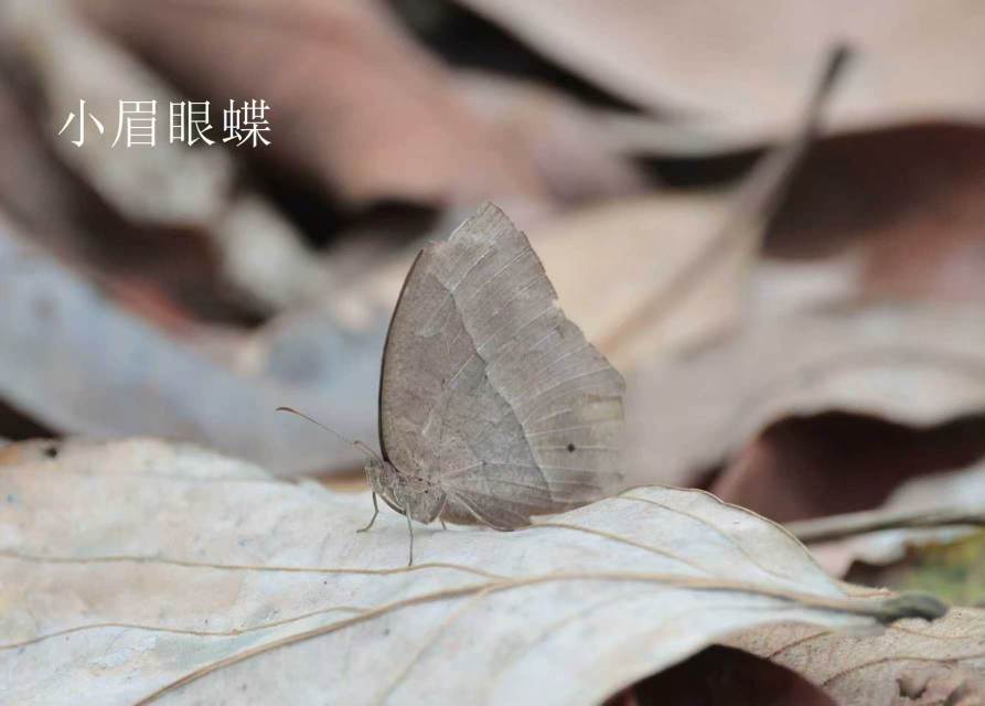 眉眼蝶属