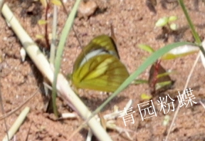 青园粉蝶