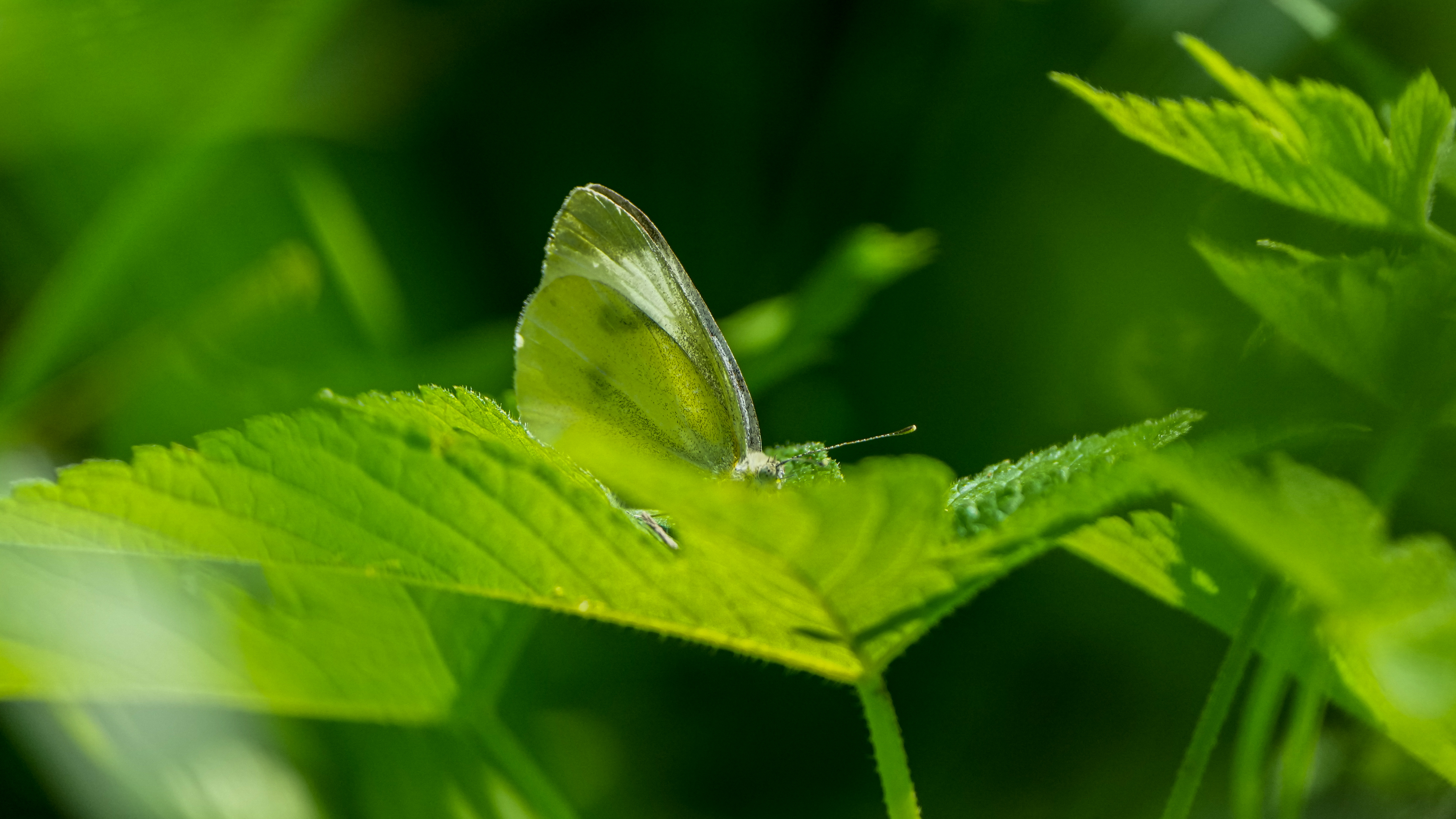 菜粉蝶