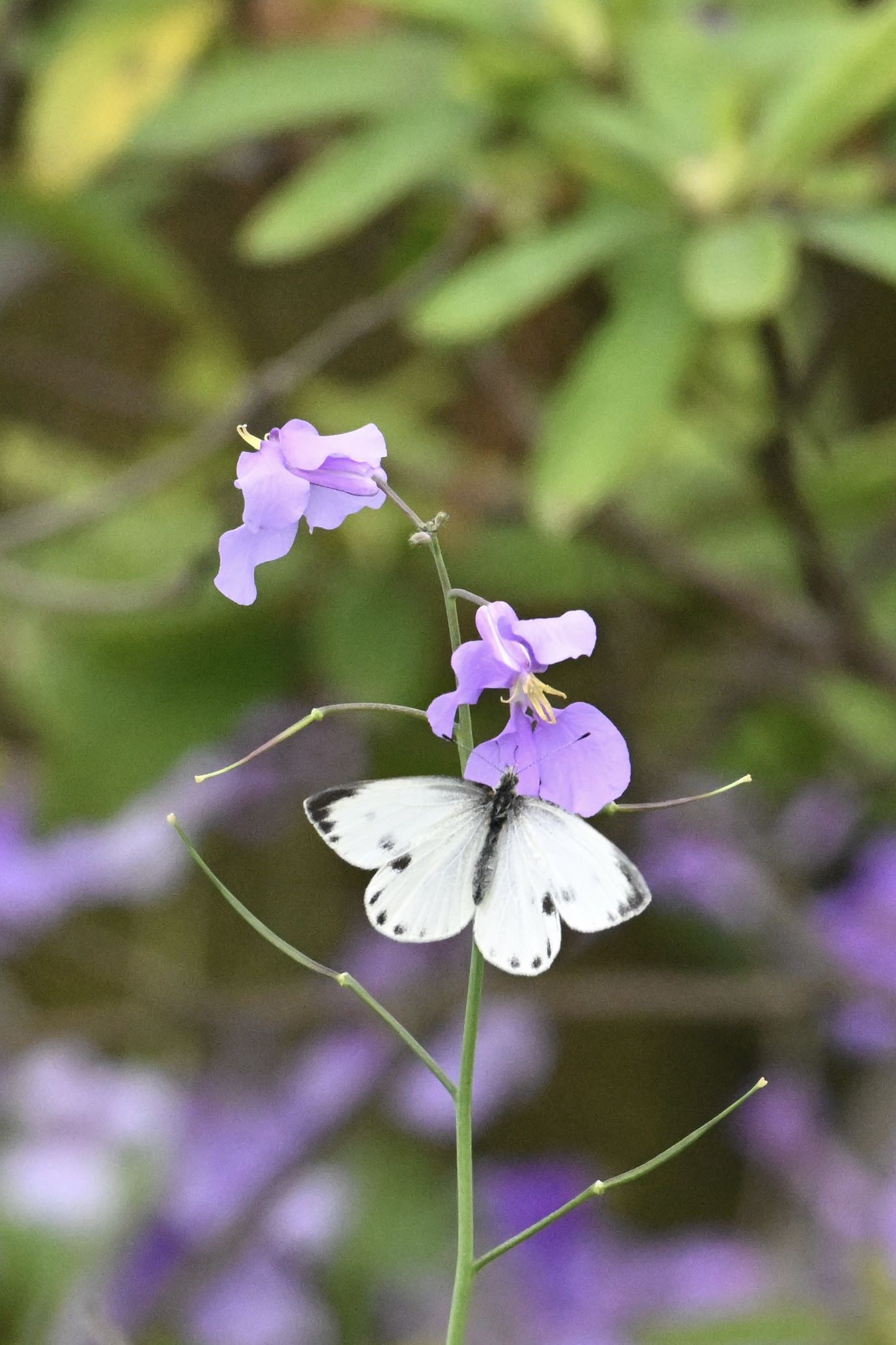 东方菜粉蝶