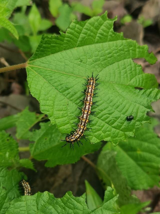 苎麻珍蝶