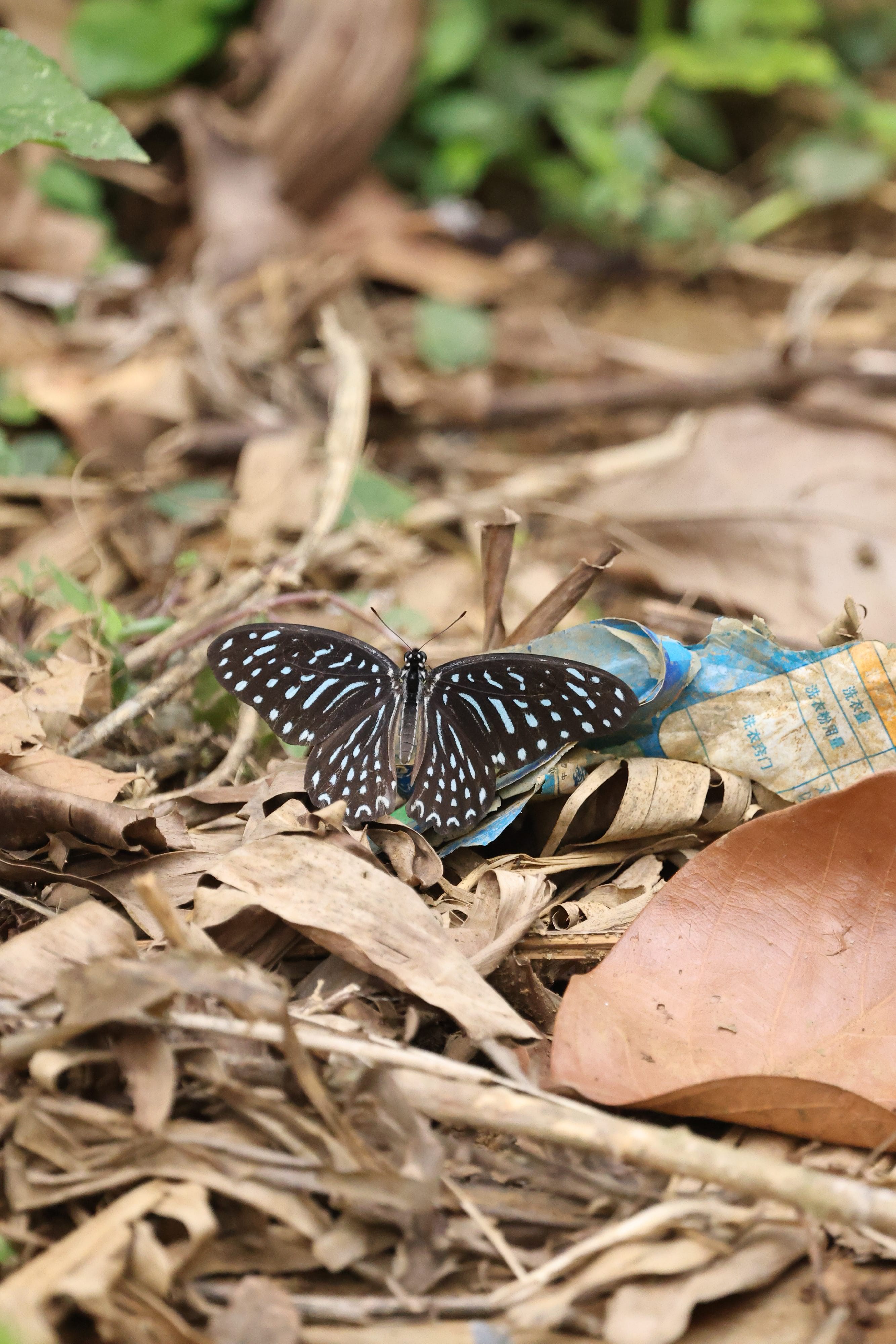 细纹凤蝶