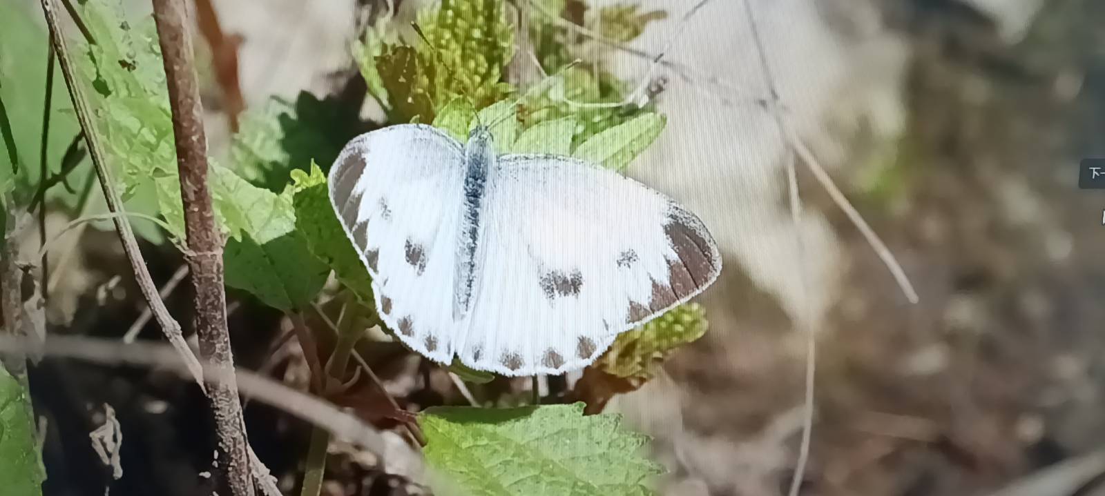 东方菜粉蝶