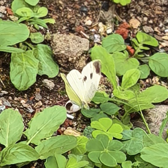 菜粉蝶