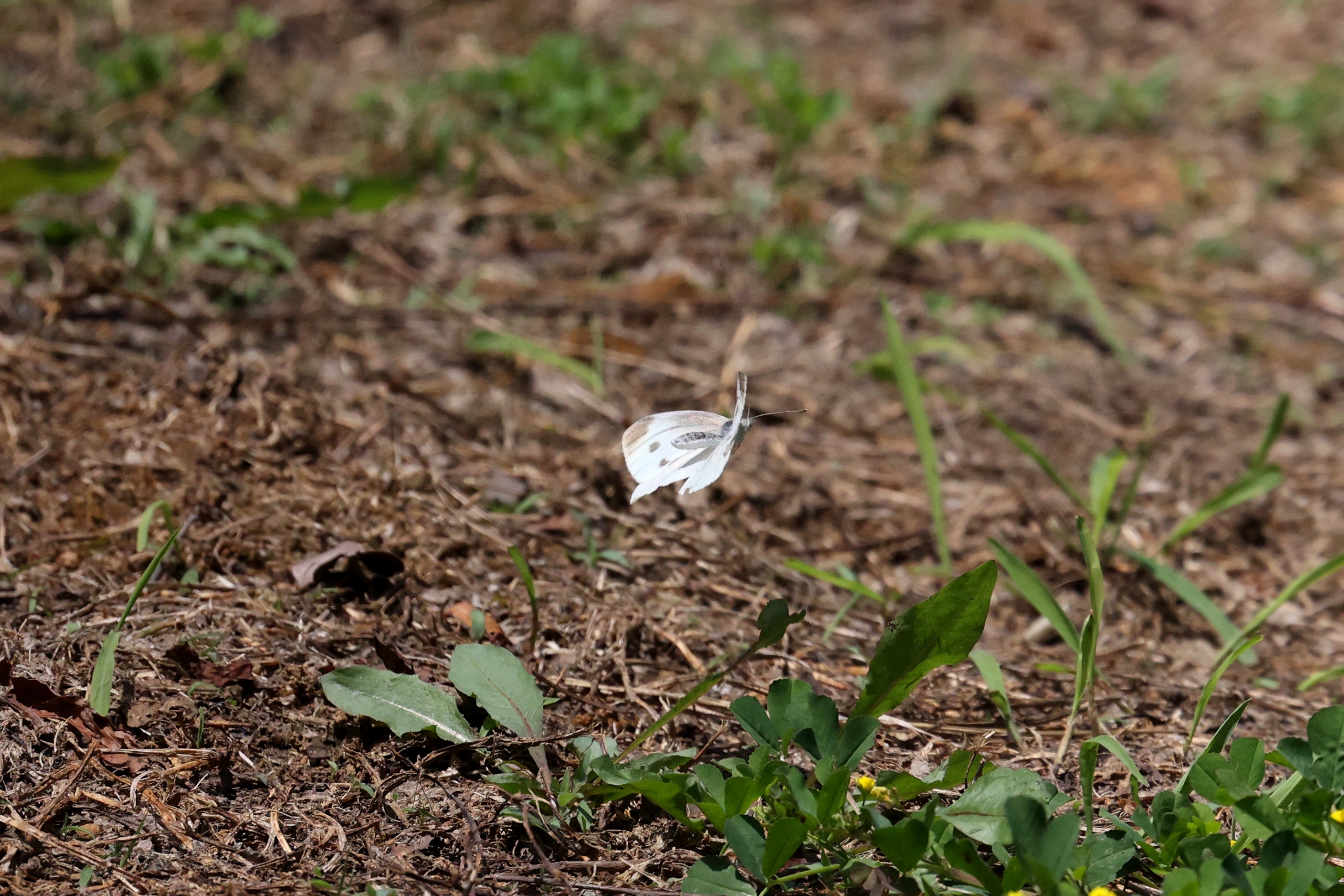 菜粉蝶
