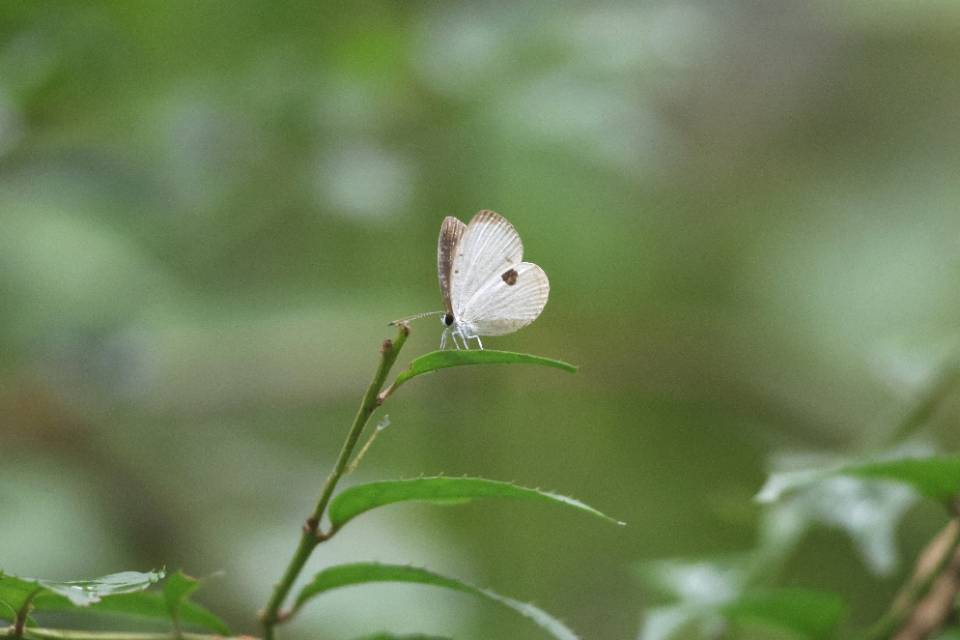 黑丸灰蝶