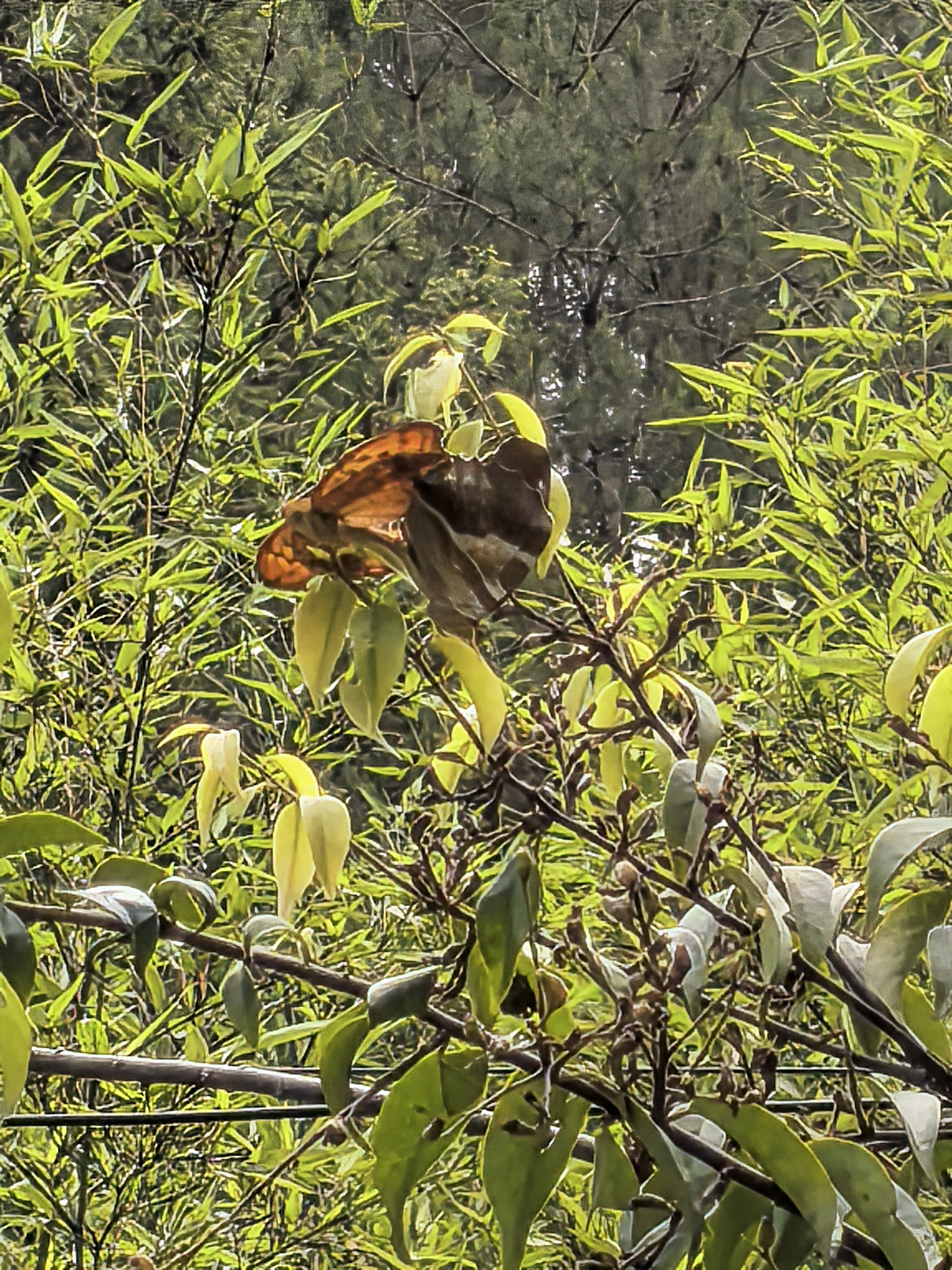 青豹蛱蝶