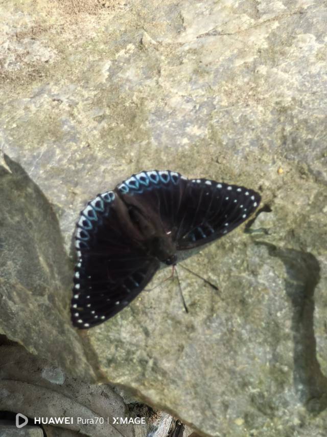 素饰蛱蝶