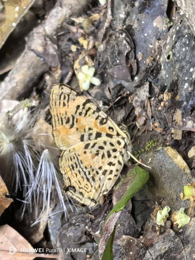 黄豹盛蛱蝶